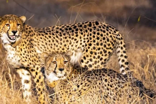 project cheetah india mission