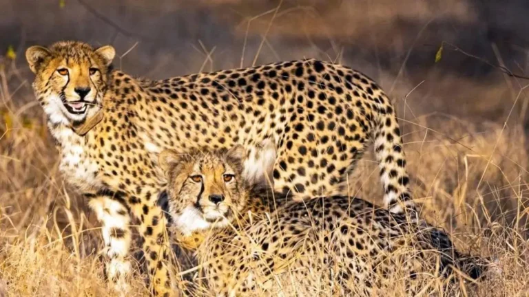 Project Cheetah India Mission: Kuno National Park Marks Historic Cheetah Revival Success