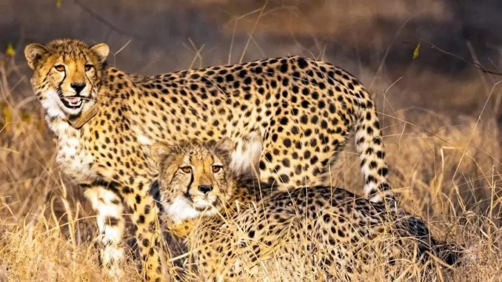 Project Cheetah India conservation update