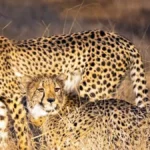 Project Cheetah India conservation update