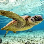world turtle day 2026