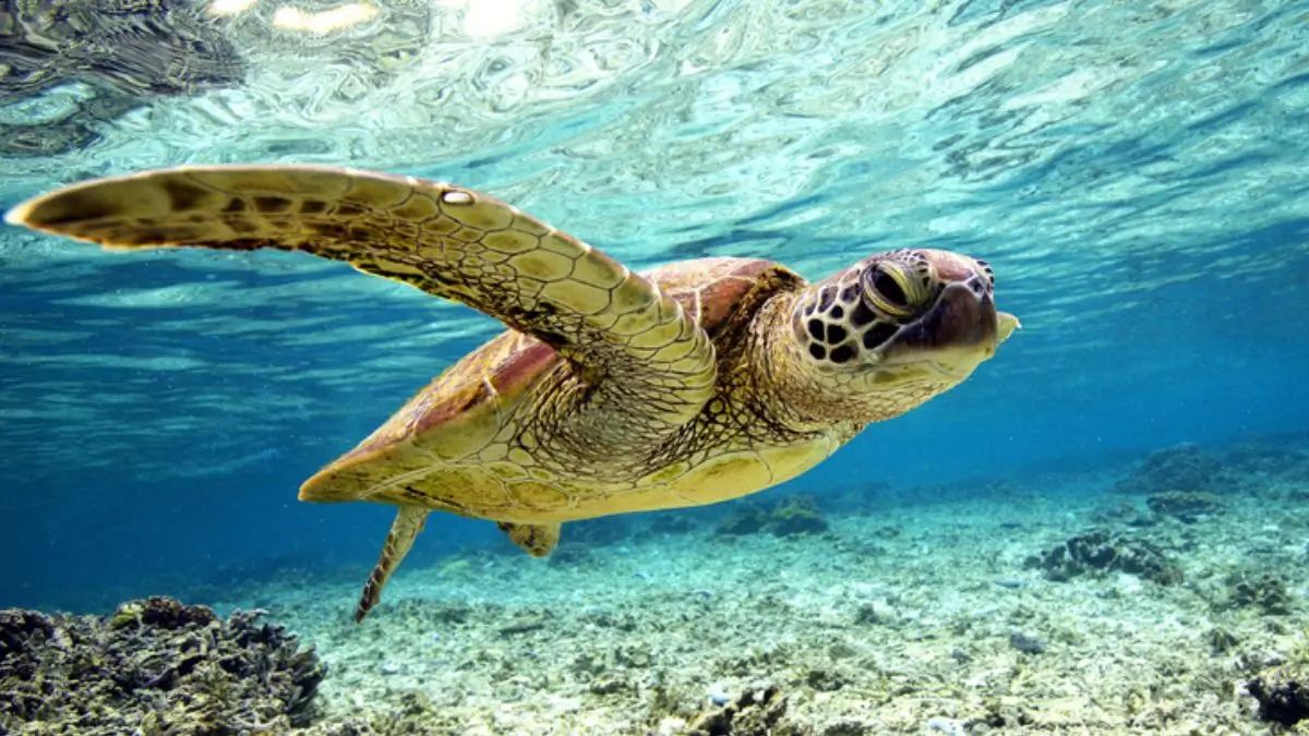 world turtle day 2026