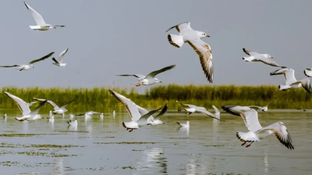 India 100 Ramsar sites