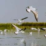 India 100 Ramsar sites