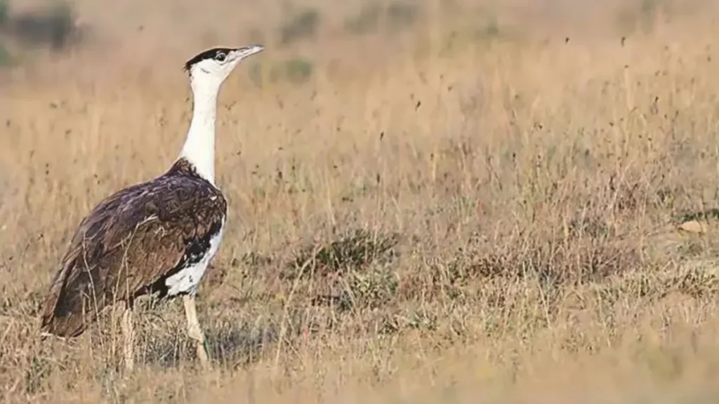 project great indian bustard