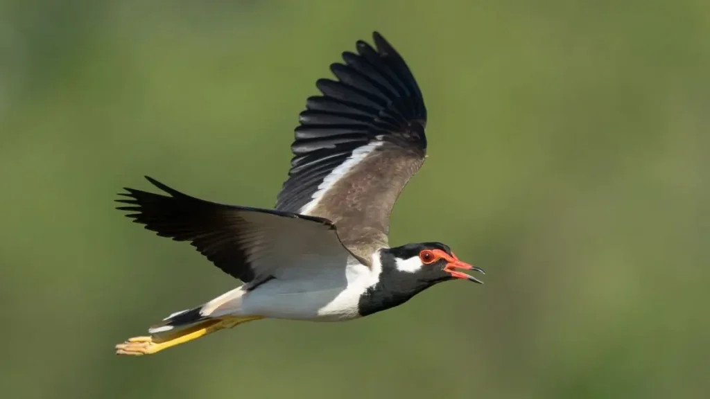 Red Wattled Lapwing Monsoon Forecast