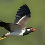 Red Wattled Lapwing Monsoon Forecast