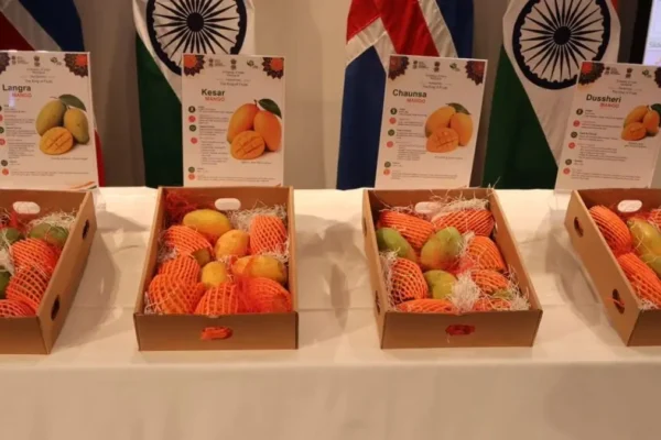 India premium mango exports Iceland