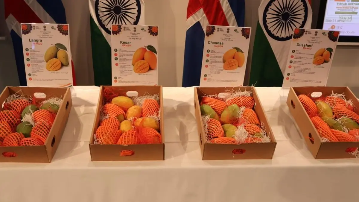 India premium mango exports Iceland