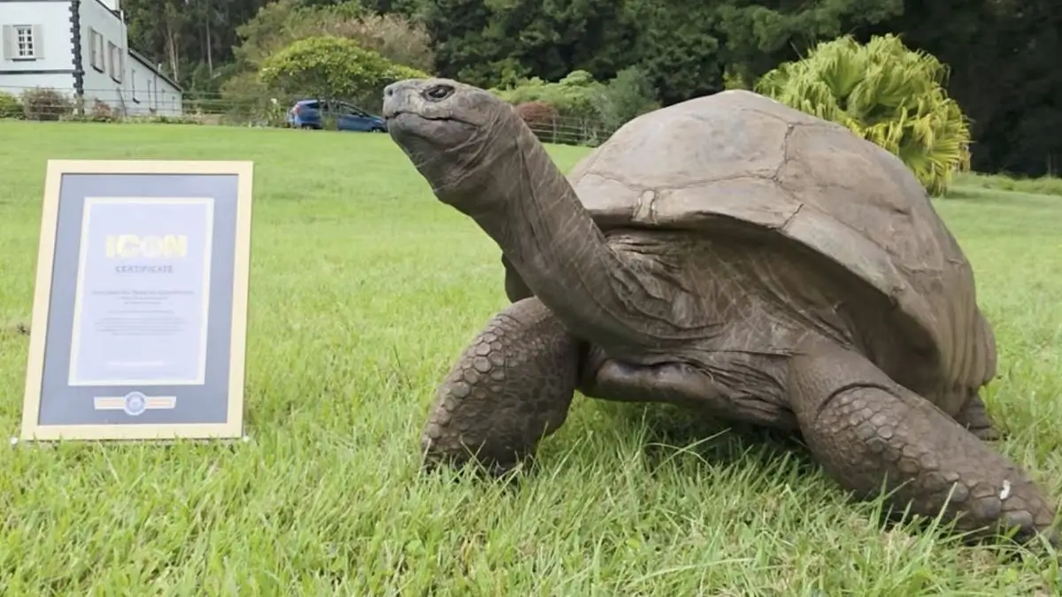 Jonathan the Tortoise World Oldest Land Animal