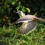 Indian Grey Hornbill Gir