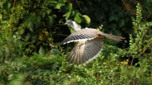 Indian Grey Hornbill Gir