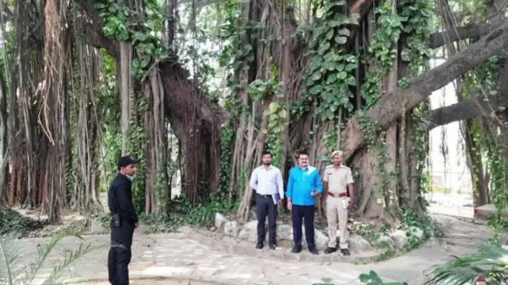 700-Year-Old Munger Banyan Tree