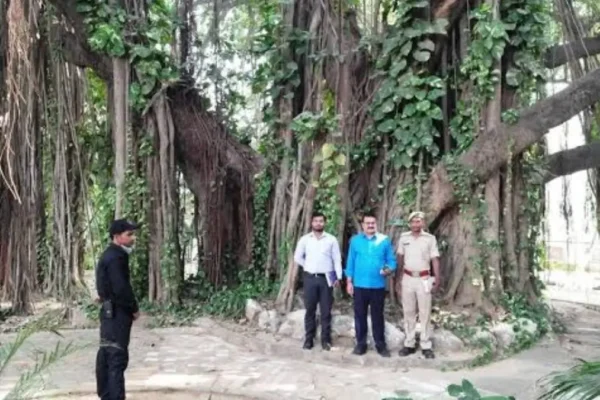 700-Year-Old Munger Banyan Tree