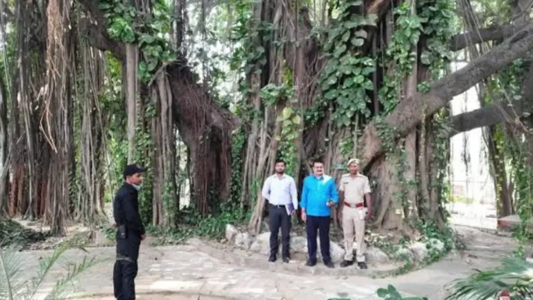 700-Year-Old Munger Banyan Tree: World’s Oldest Scientifically Dated Banyan Tree Explained for UPSC, SSC & PSC Exams