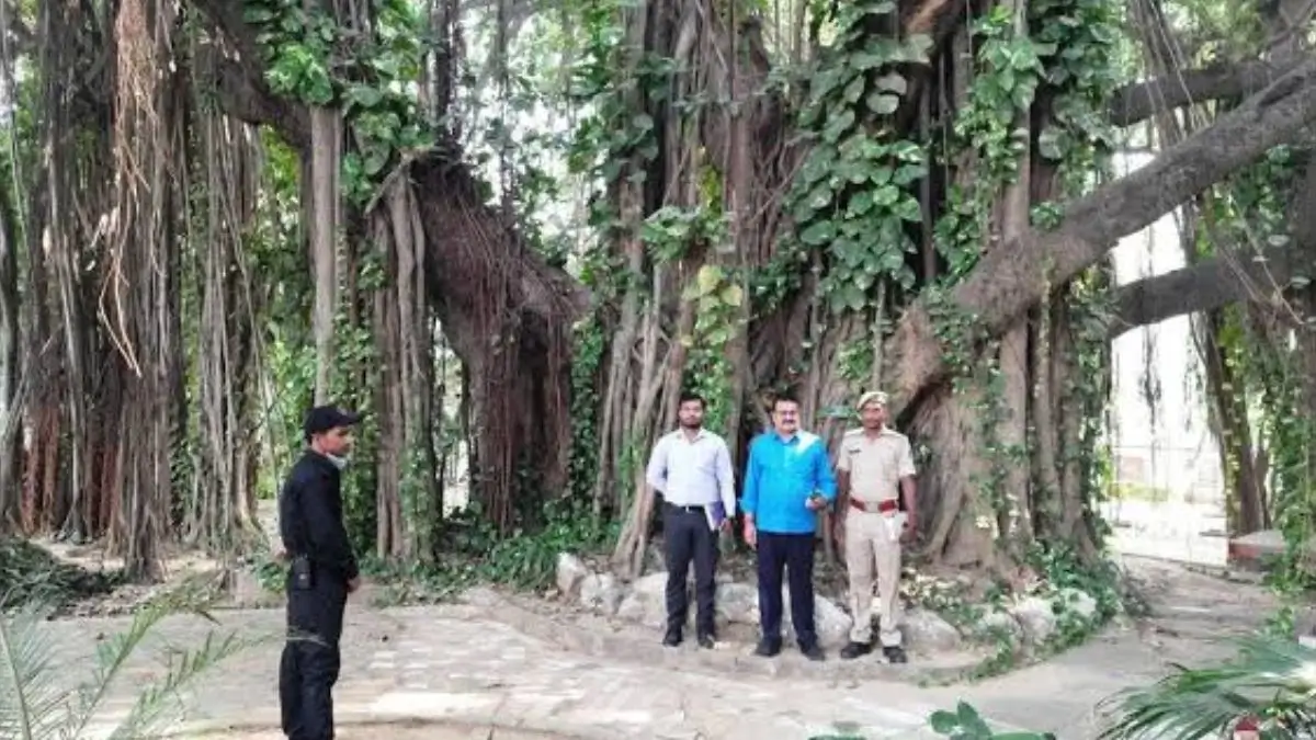 700-Year-Old Munger Banyan Tree