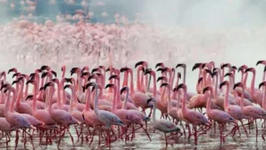 India first AI powered bird sanctuary