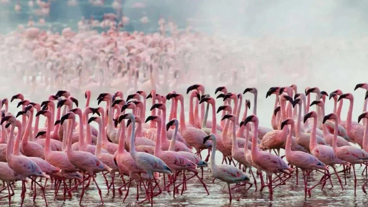 India first AI powered bird sanctuary