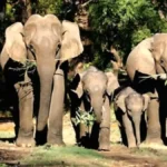 Uttarakhand radio collar elephants project