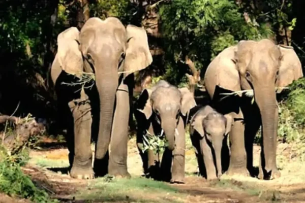 Uttarakhand radio collar elephants project
