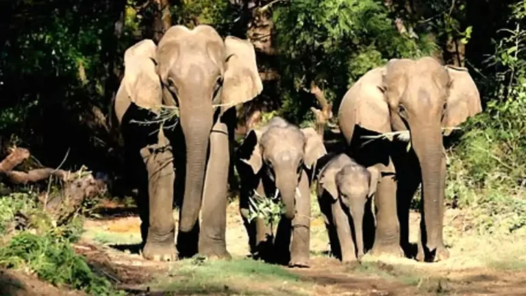 Uttarakhand Radio Collar Elephants Project Ahead of Haridwar Kumbh 2027: Complete Details for Exams