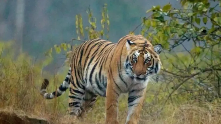 International Tiger Day 2026: Theme, History, Significance and Tiger Conservation in India