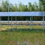 agrivoltaics rice farming in Japan