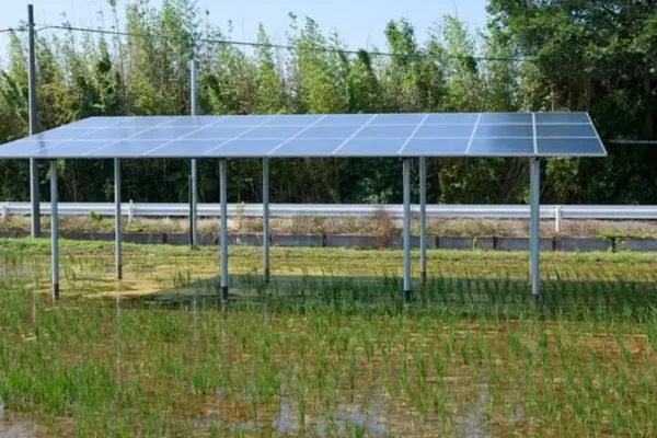agrivoltaics rice farming in Japan