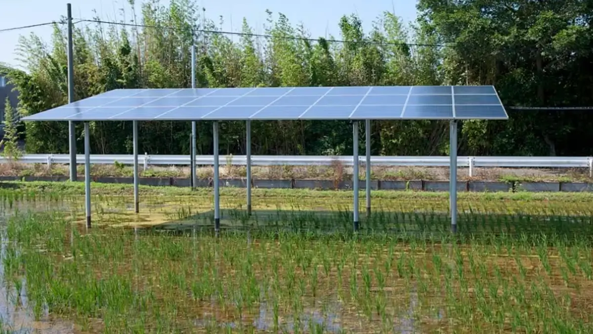 agrivoltaics rice farming in Japan