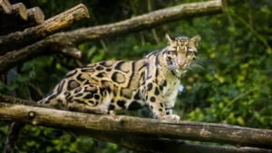 International Clouded Leopard Day 2026