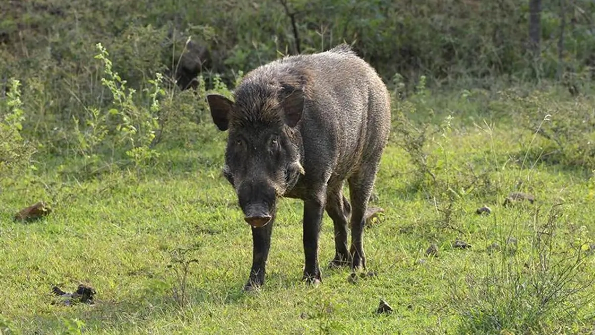 Indigenous African Swine Fever vaccine