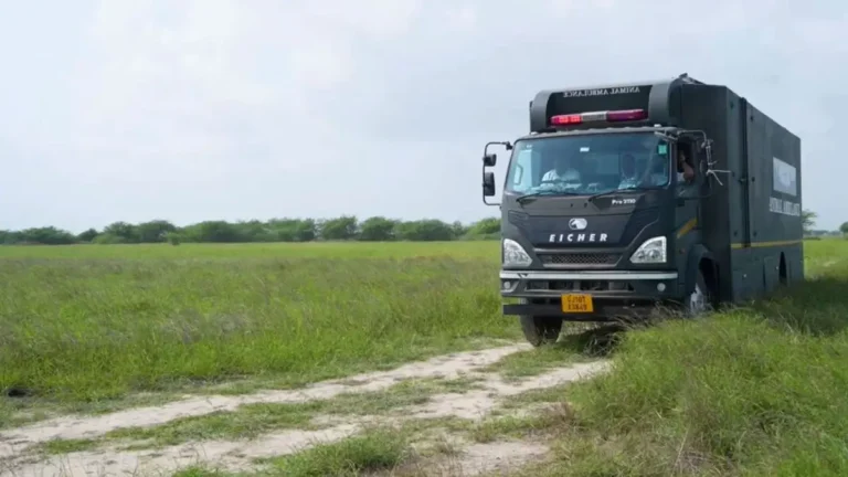 Blackbuck Release in Banni Grasslands: 20 Blackbucks Released in Gujarat