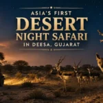 Gujarat desert night safari