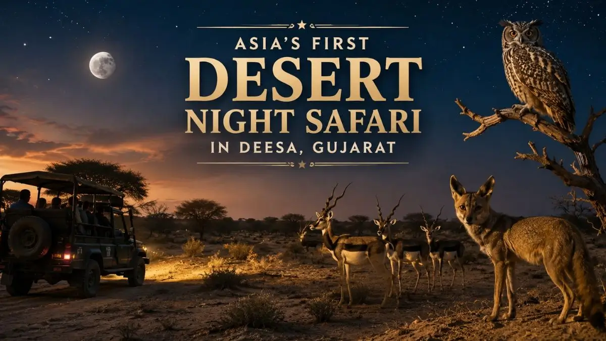 Gujarat desert night safari