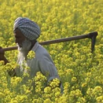 PM-AASHA scheme 2026