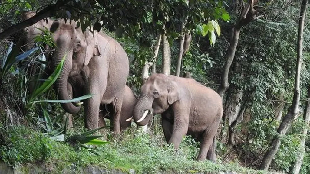 Tamil Nadu elephant corridors
