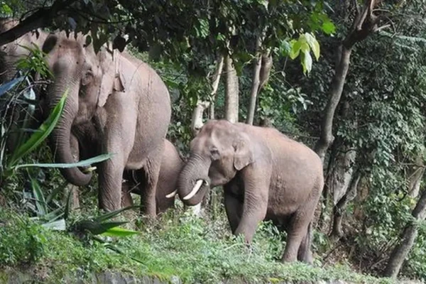 Tamil Nadu elephant corridors