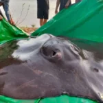 Giant Freshwater Stingray