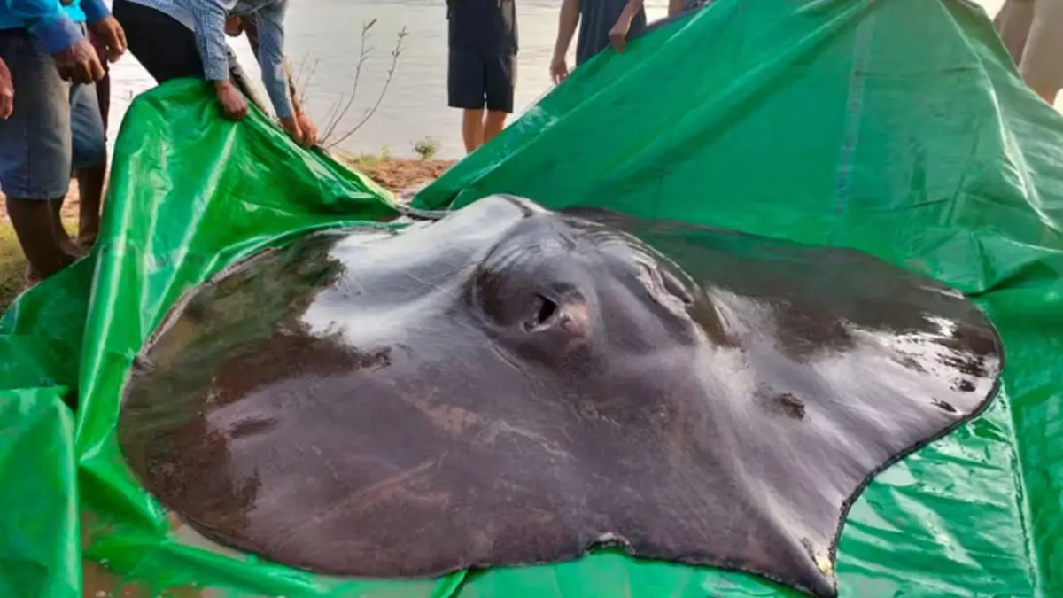 Giant Freshwater Stingray