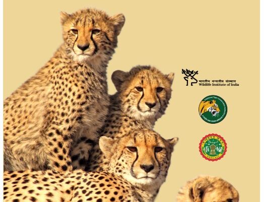 चीता पुन: परिचय कार्यक्रम