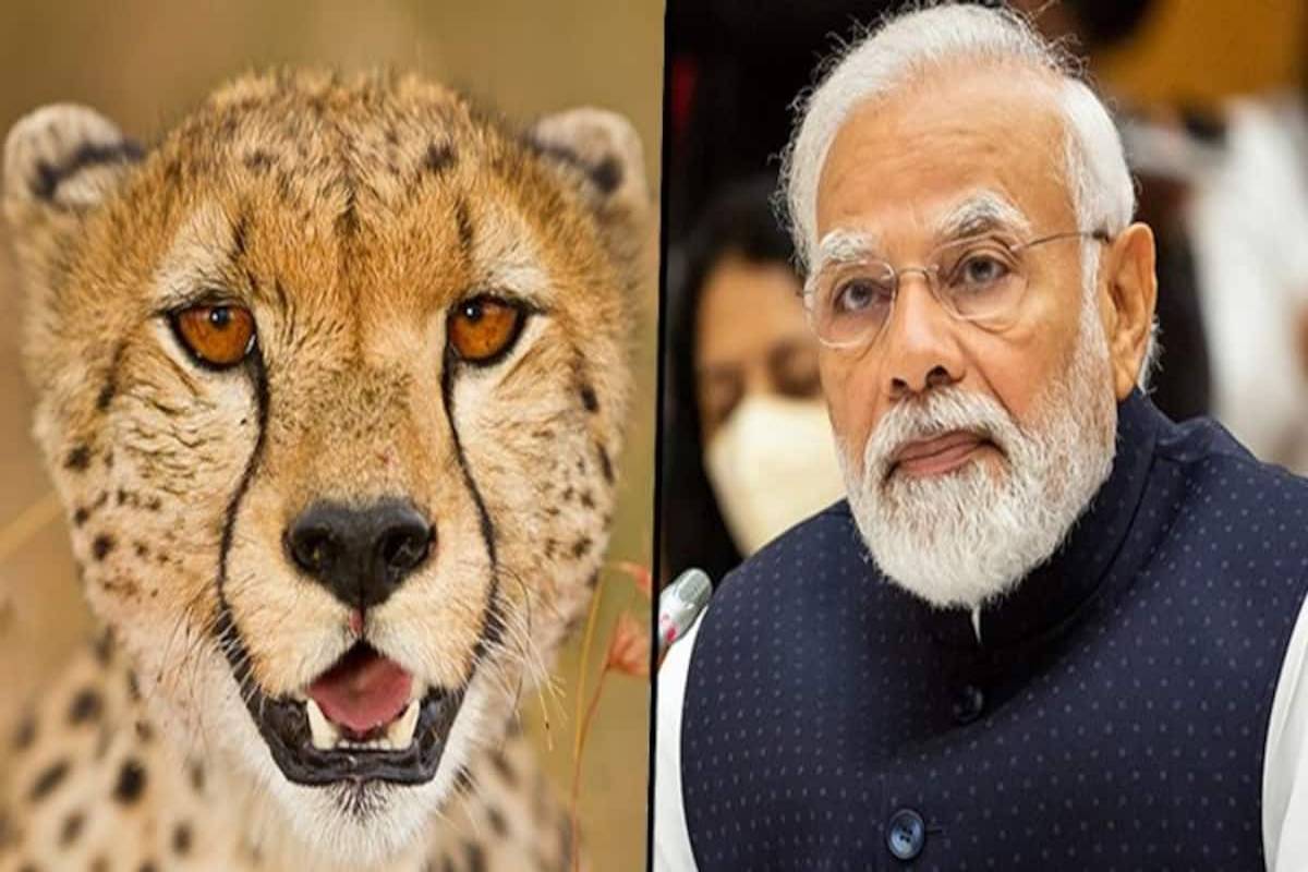 चीता पुनरुत्पादन परियोजना
