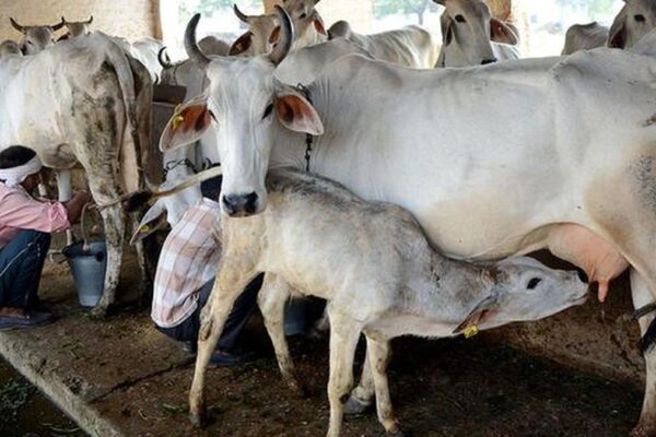 नंद बाबा दुग्ध मिशन योजना