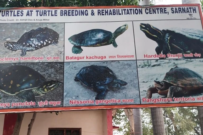 कछुआ संरक्षण रिजर्व