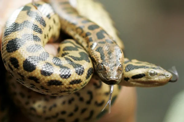 एनाकोंडा प्रजाति की खोज