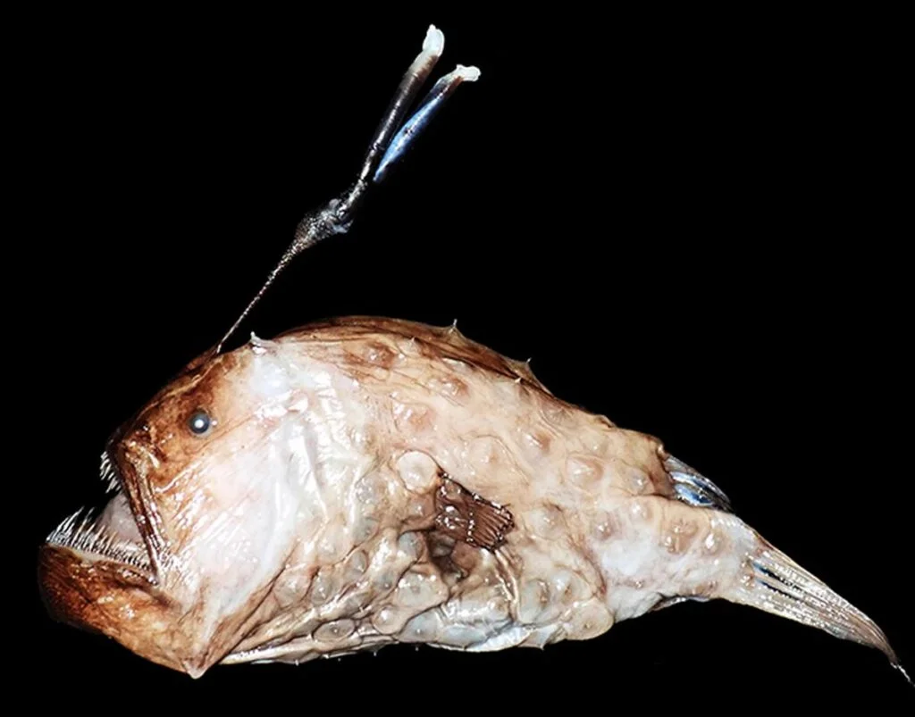 कोल्लम में इसरो द्वारा नामित प्रजाति