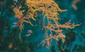 समुद्री शैवाल खेती नवाचार