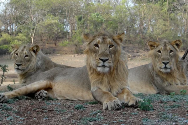 गुजरात राष्ट्रीय उद्यान: वन्यजीव संरक्षण और इको-पर्यटन केंद्र गुजरात राष्ट्रीय उद्यान सूची