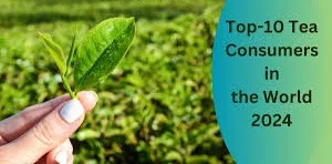 वैश्विक चाय उपभोग रुझान