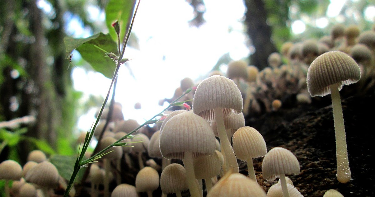 सबसे बड़ा मशरूम उत्पादक राज्य