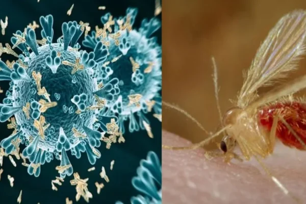 चांदीपुरा वायरस संक्रमण गुजरात